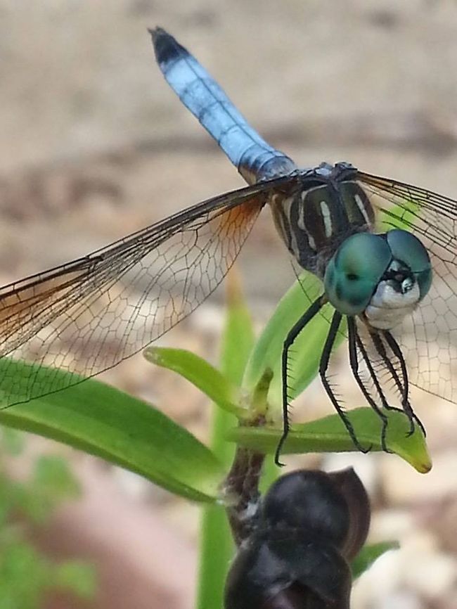 Blue Dasher  Blue Dasher,Pachydiplax longipennis
