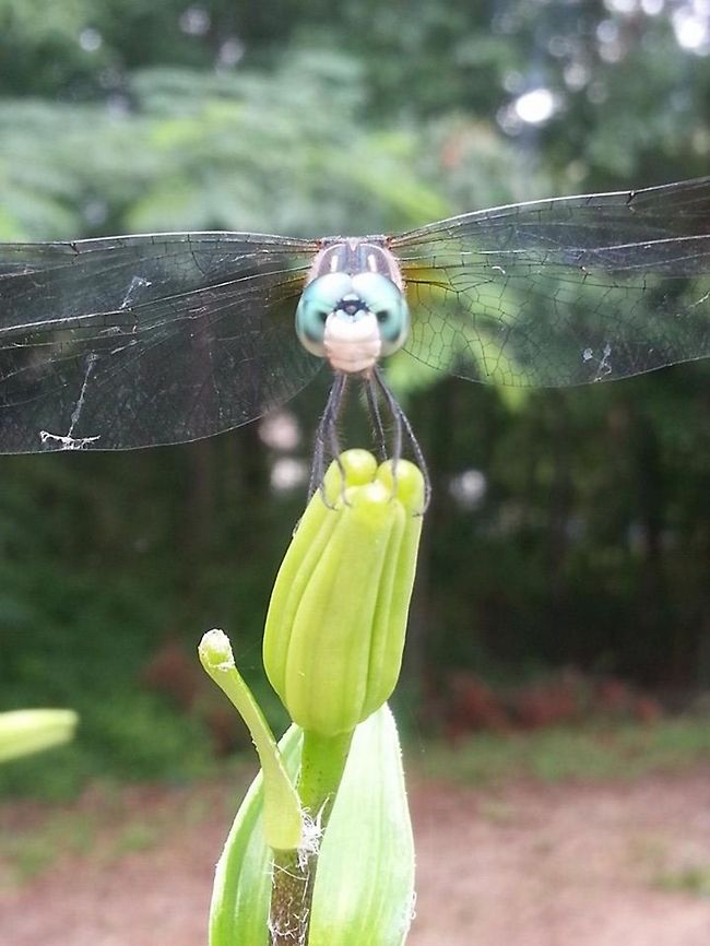 Blue Dasher  Blue Dasher,Pachydiplax longipennis