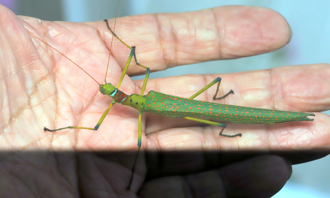 Calvisia conspera Female Calvisis conspera.<br />
Attracted to UV light in Kinabalu Park.<br />
25 Aug 2025. Borneo,Calvisia conspera,Kinabalu,Phasmid