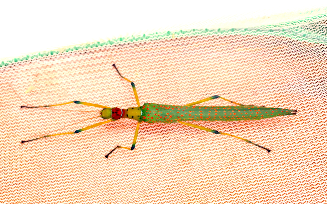 Calvisia conspera Female Calvisia conspera.<br />
Attracted to UV light in Kinabalu Park. <br />
25 Aug 2025. Borneo,Calvisia conspera,Kinabalu,Phasmid