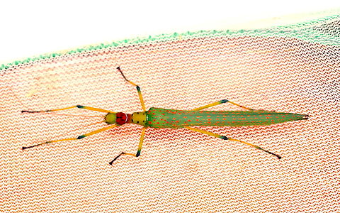 Calvisia conspera Female Calvisia conspera.
Attracted to UV light in Kinabalu Park. 
25 Aug 2025. Borneo,Calvisia conspera,Kinabalu,Phasmid