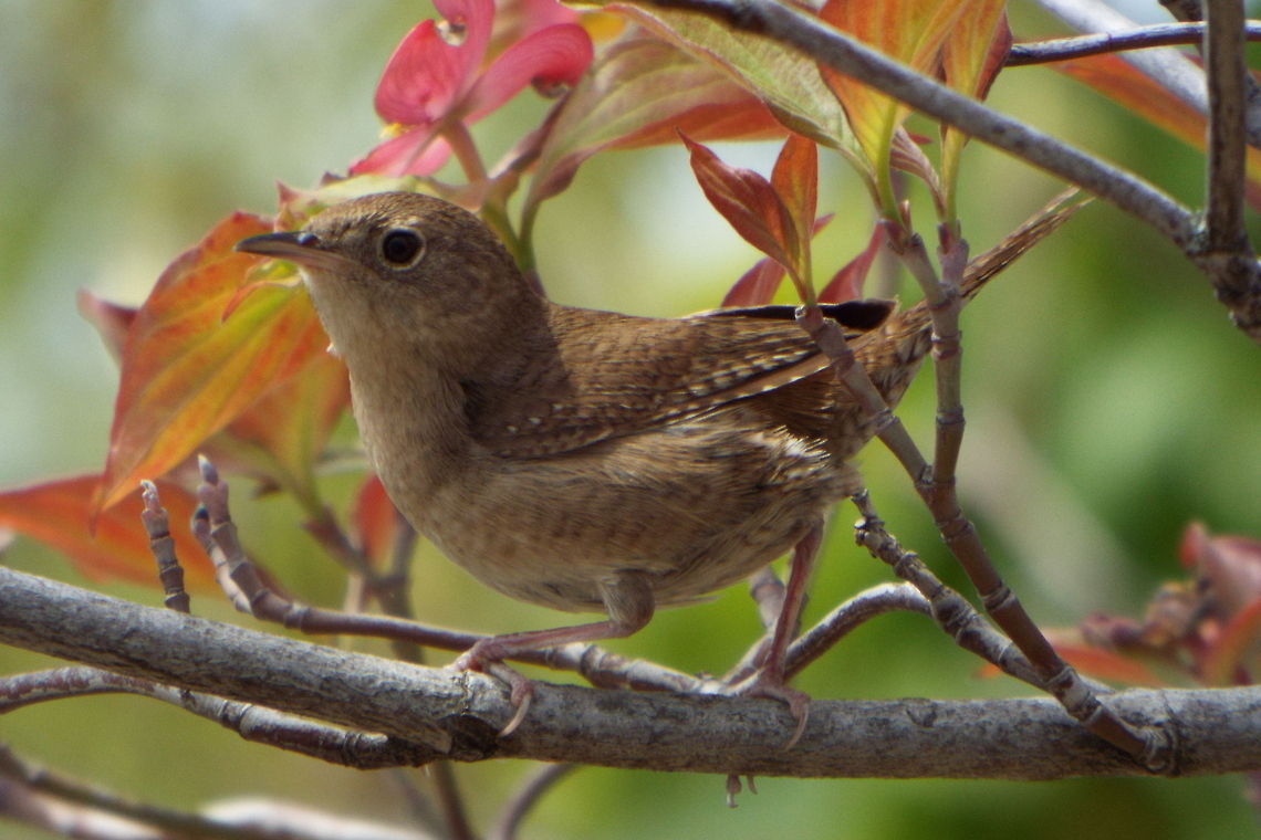DSCF2261  Carolina Wren,Thryothorus ludovicianus,Troglodytes hiemalis,Winter Wren