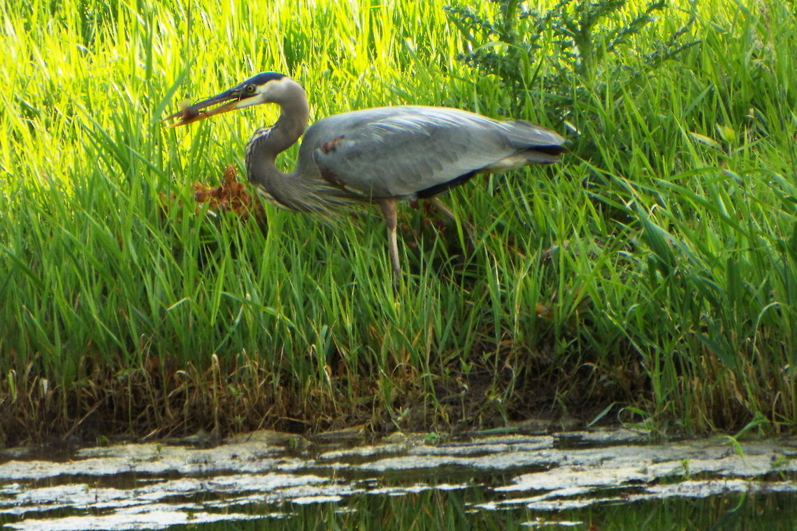 DSCF2903  Ardea herodias,Great Blue Heron
