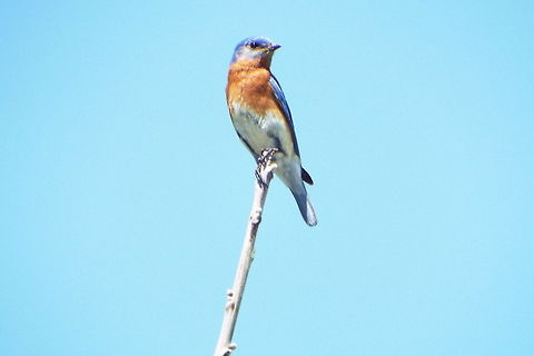 DSCF2401  Eastern Bluebird,Sialia sialis
