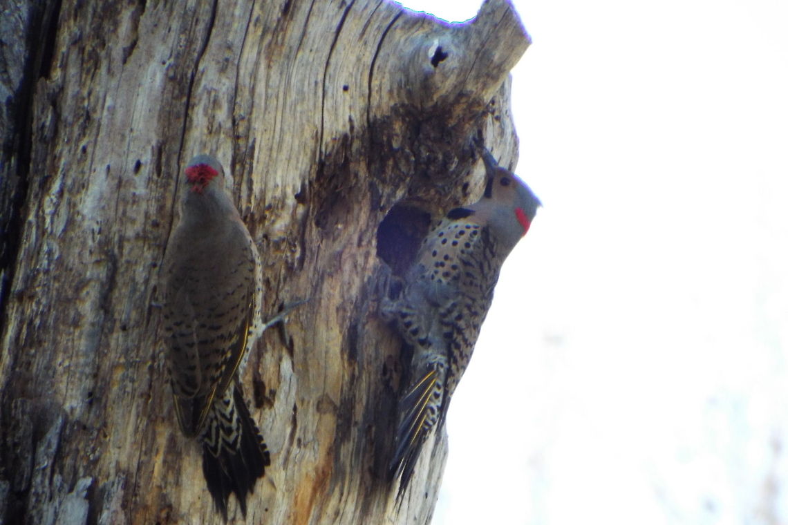 DSCF2114  Colaptes auratus,Northern Flicker
