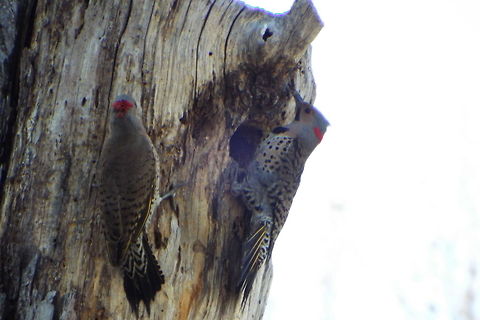 DSCF2114  Colaptes auratus,Northern Flicker