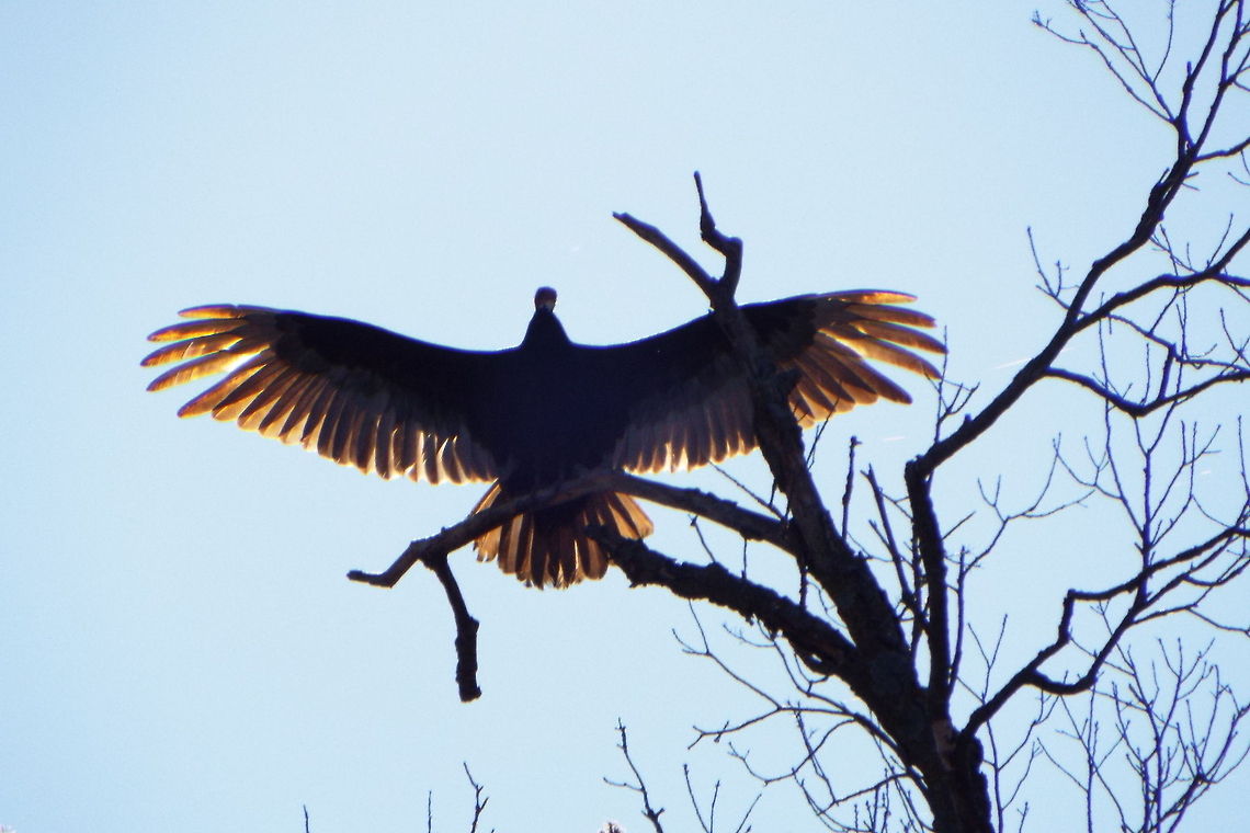 DSCF1821  Cathartes aura,Turkey Vulture