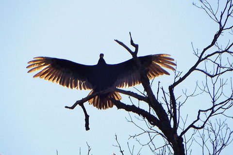 DSCF1821  Cathartes aura,Turkey Vulture