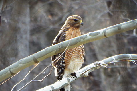 DSCF1072  Buteo lineatus,Red-shouldered Hawk
