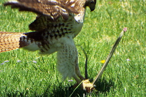 DSCF1962  Buteo jamaicensis,Red-tailed Hawk
