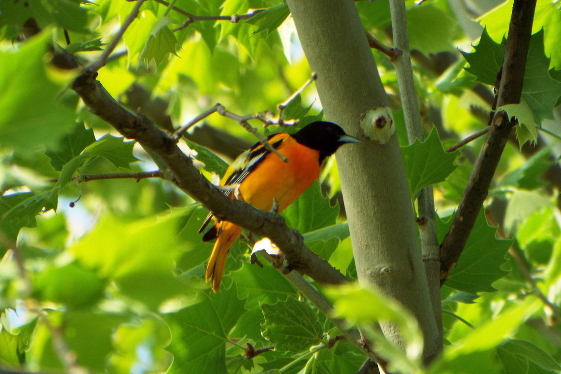 DSCF2946  Baltimore oriole,Icterus galbula