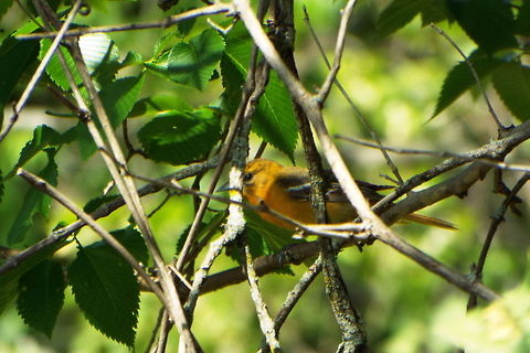 DSCF2586  Altamira oriole,Icterus gularis