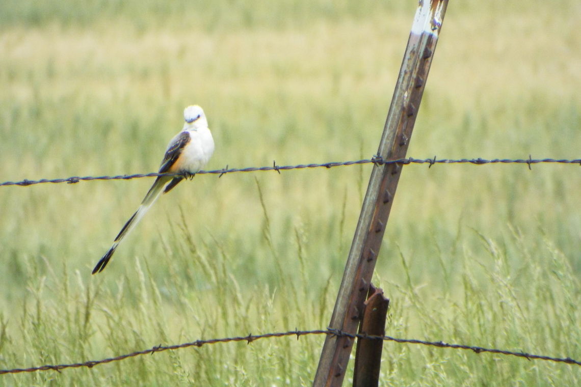 Scissor-tailed Flycatcher  Scissor-tailed Flycatcher,Tyrannus forficatus