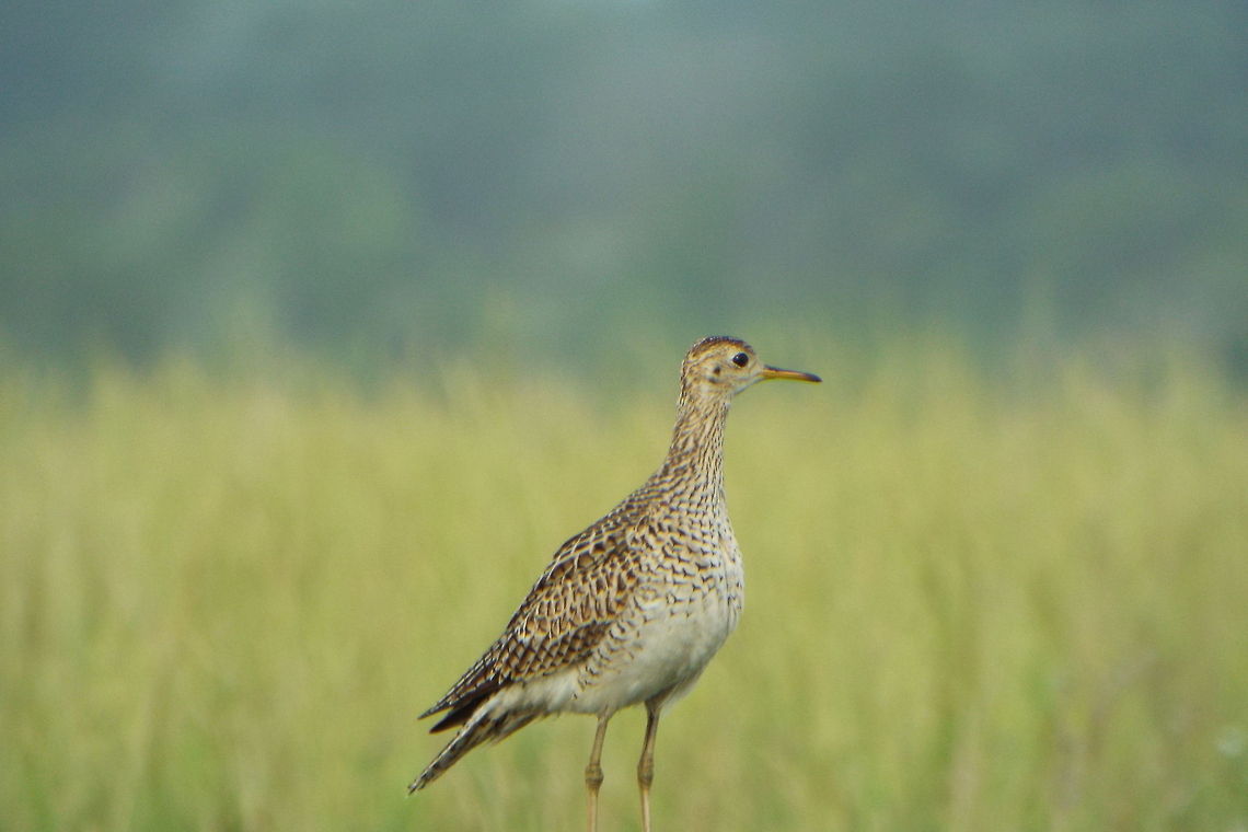 DSCF3304  Bartramia longicauda,Upland sandpiper