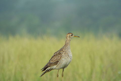 DSCF3304  Bartramia longicauda,Upland sandpiper