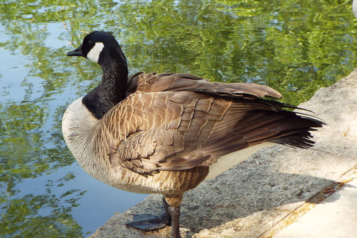 DSCF2327  Branta canadensis,Canada Goose
