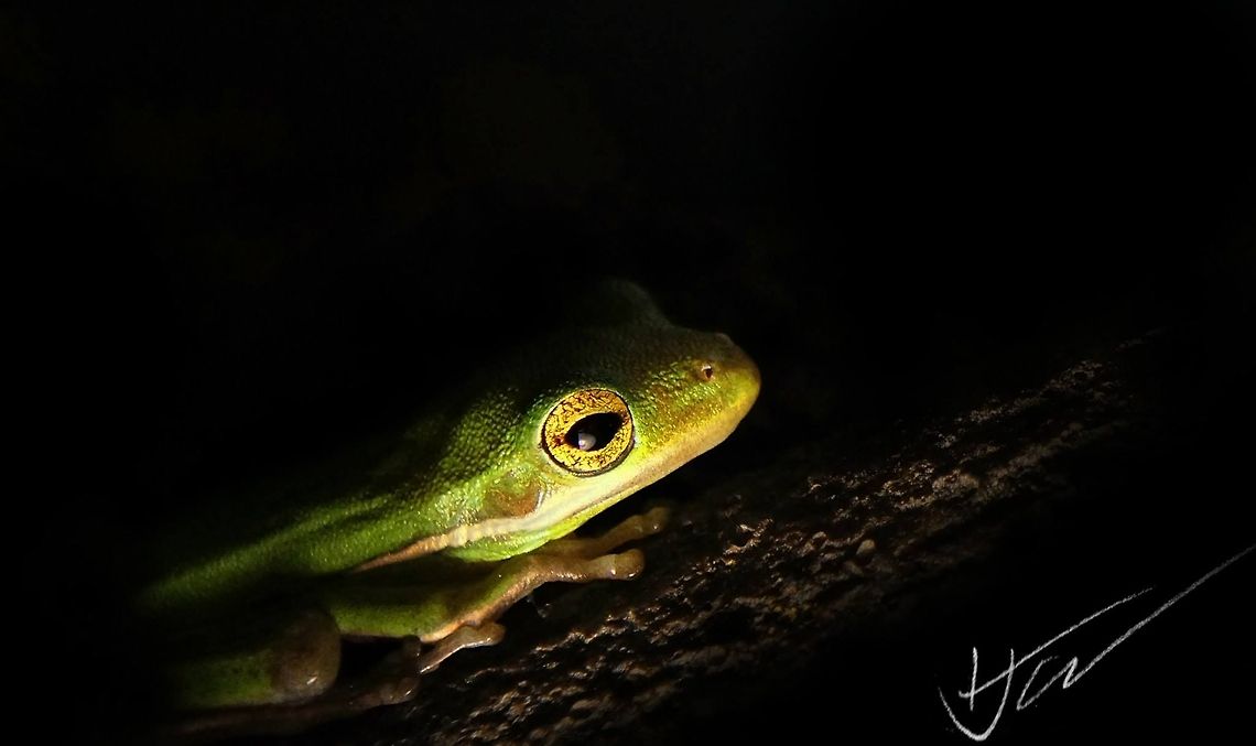 Green Tree Frog  American green tree frog,Hyla cinerea
