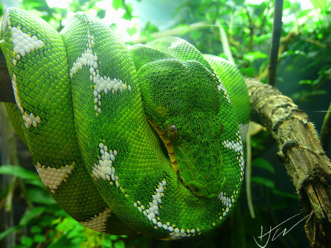 Emerald Tree Boa curled up  Corallus caninus,Emerald tree boa