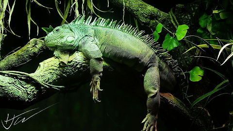 TGarsee_Iguanaiguana  Green iguana,Iguana iguana