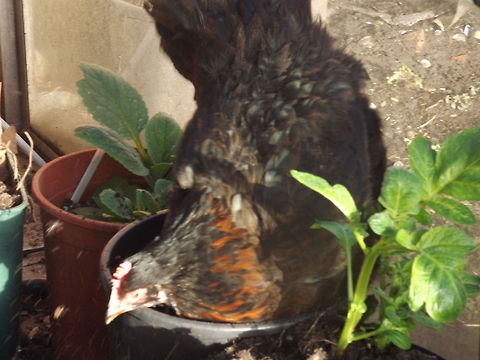 miss cackle welsummer  chicken