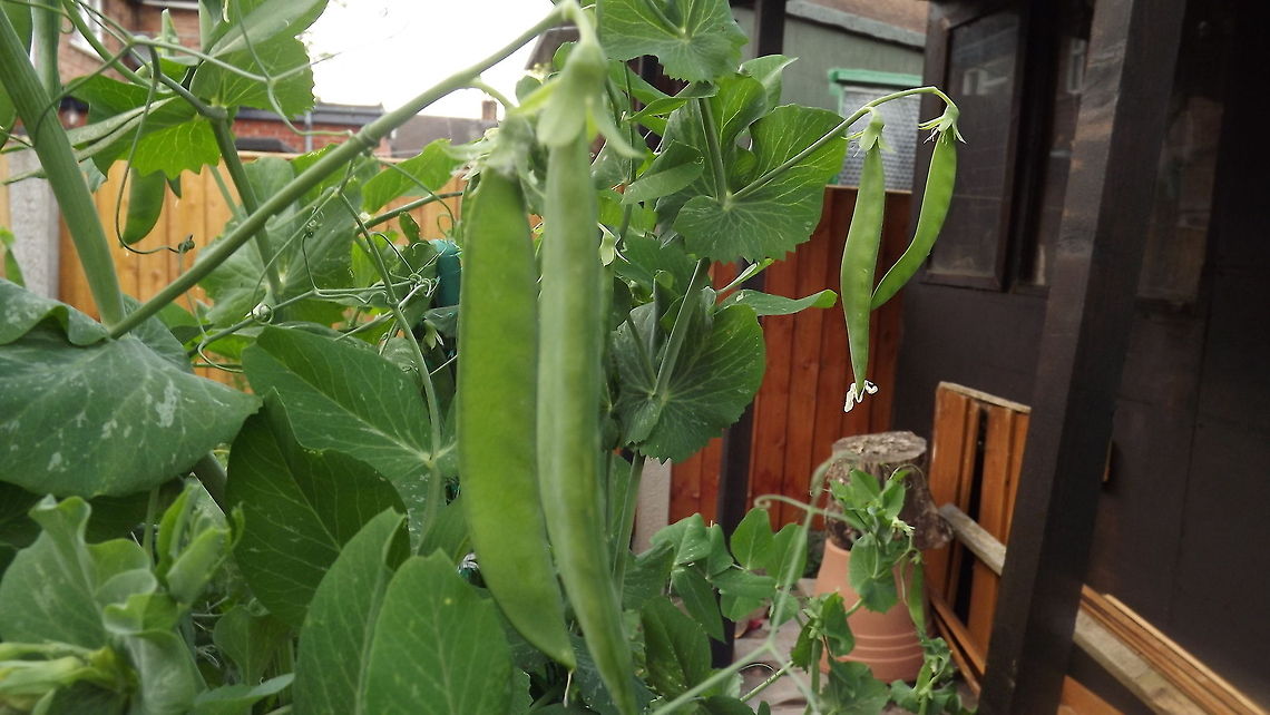 2002_-_Copy home grown peas (kelvedon wonder variety) Pea,Pisum sativum
