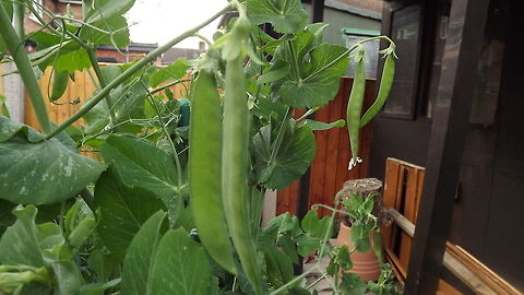 2002_-_Copy home grown peas (kelvedon wonder variety) Pea,Pisum sativum
