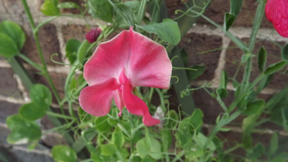 sweet pea  eckford sweet pea from   wem, shrophire where they were first grown in uk<br />