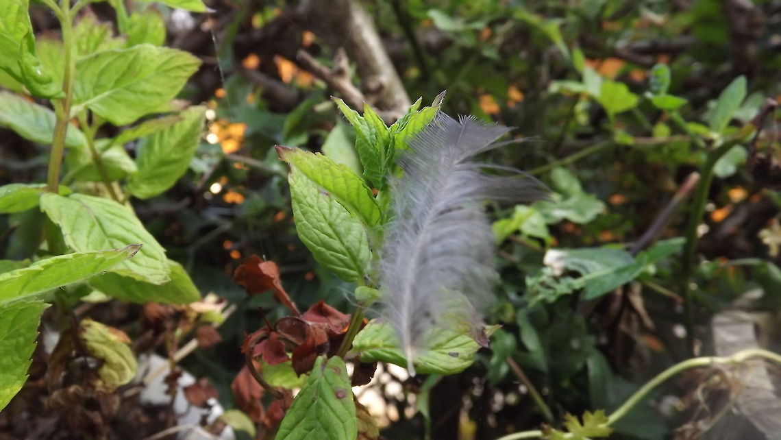 light as a feather feather on a bowl of garden mint.picture taken in rossett,wales