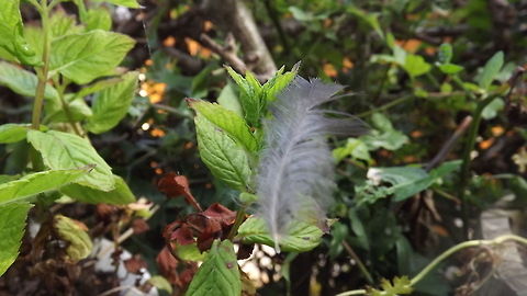 light as a feather feather on a bowl of garden mint.picture taken in rossett,wales