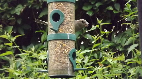 a light lunch house sparrow on garden bird feeder House Sparrow,Passer domesticus