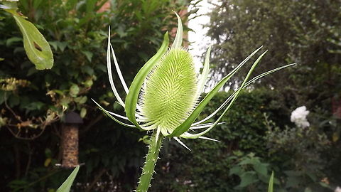 teasel fullers teasel,photo taken in Wrexham ,wales Dipsacus fullonum,Fullers Teasel