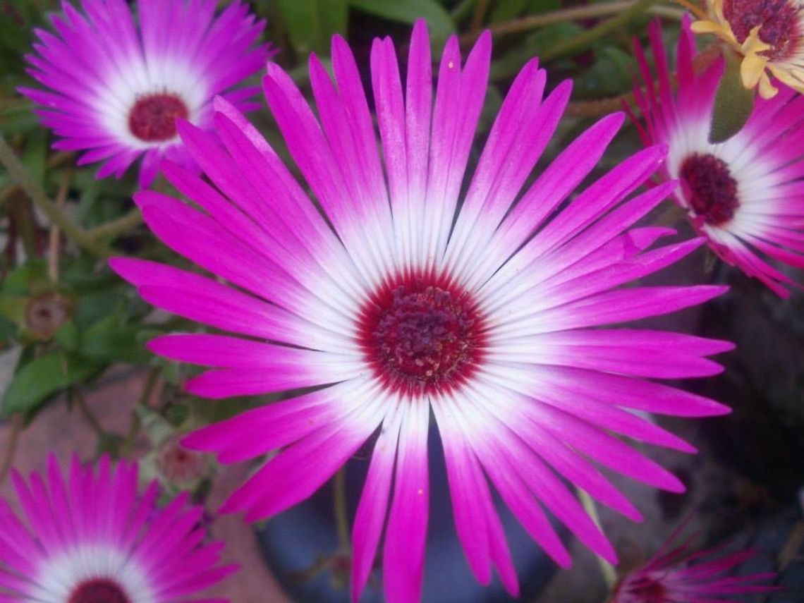 livingstone livingstone daisy (dorotheanthus bellidformis