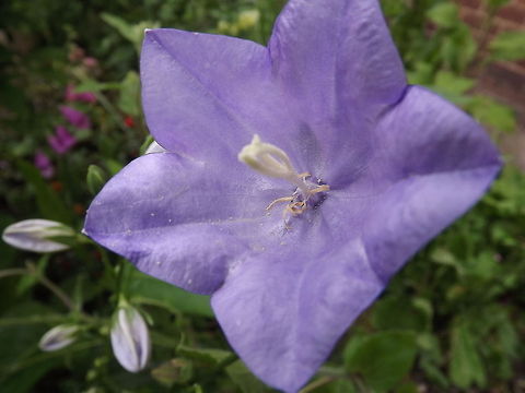 DSCF8985 photo taken in a neighbours garden wrexham