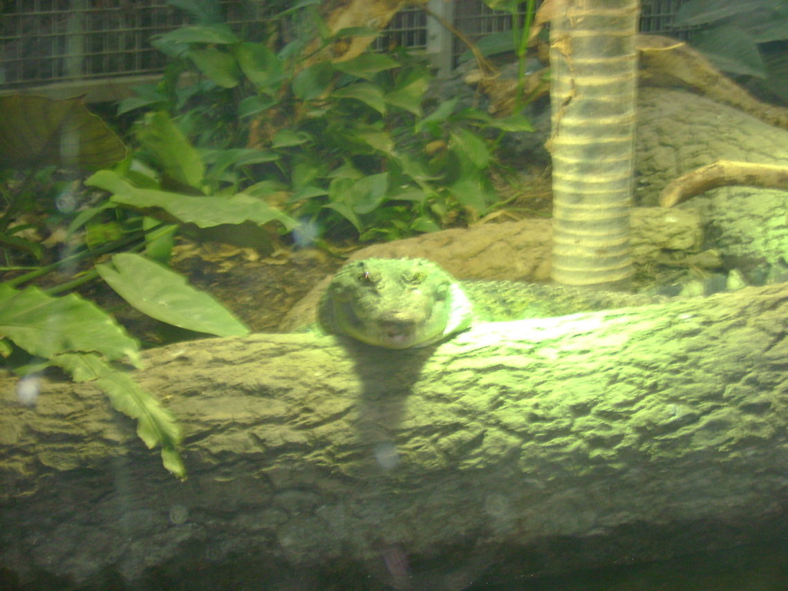 say cheese alligator photograph taken in the reptile house , chester zoo<br />
 Alligator mississippiensis,American Alligator