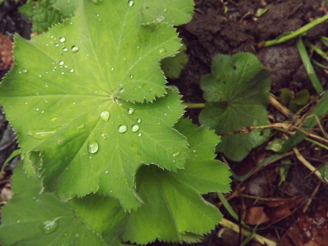 raindrops raindrops on  ladys mantle  alchemillia mollis