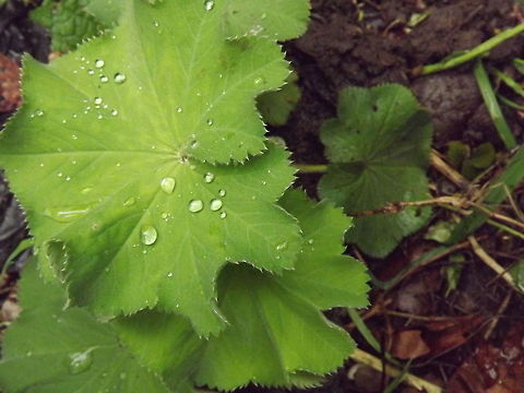 raindrops raindrops on  ladys mantle  alchemillia mollis
