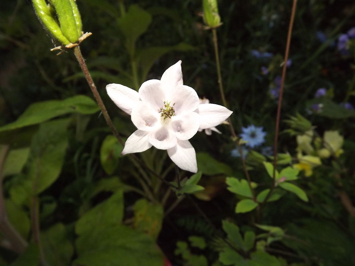columbine aqualigia flower and seed heads<br />
 Aquilegia vulgaris,European Columbine