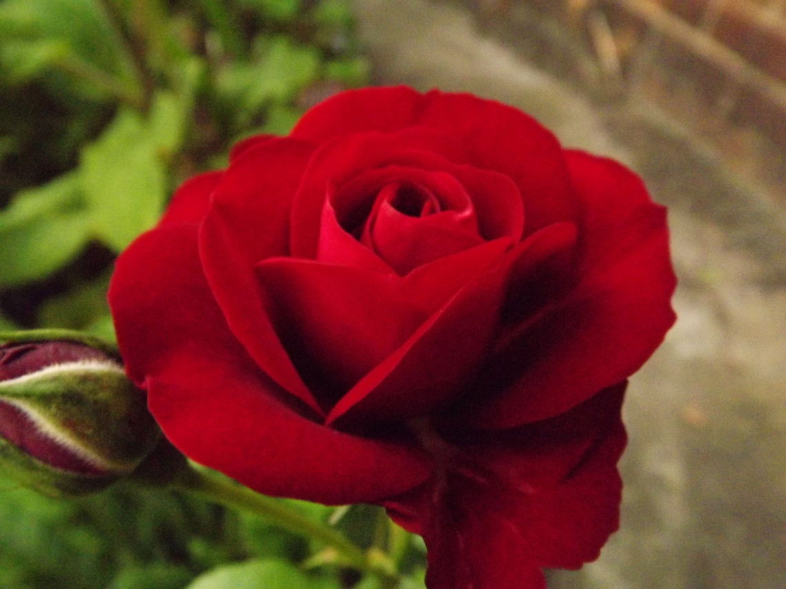 valentine beautiful red rose taken in Wrexham.north wales Rosa rugosa