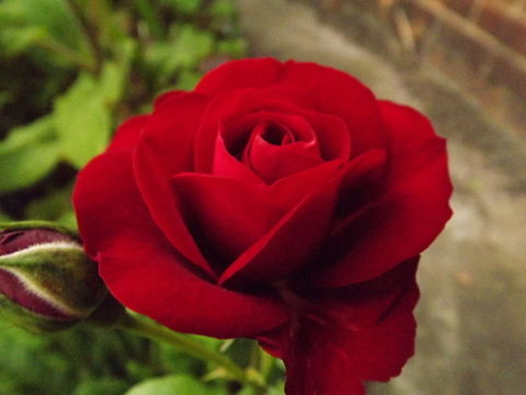 valentine beautiful red rose taken in Wrexham.north wales Rosa rugosa