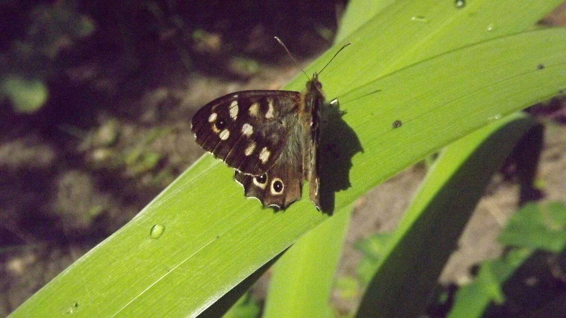 Speckled Wood speckled wood butterfly resting on flag iris leaf Pararge aegeria,Speckled Wood