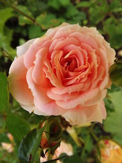 absent friends rose( absent friends)