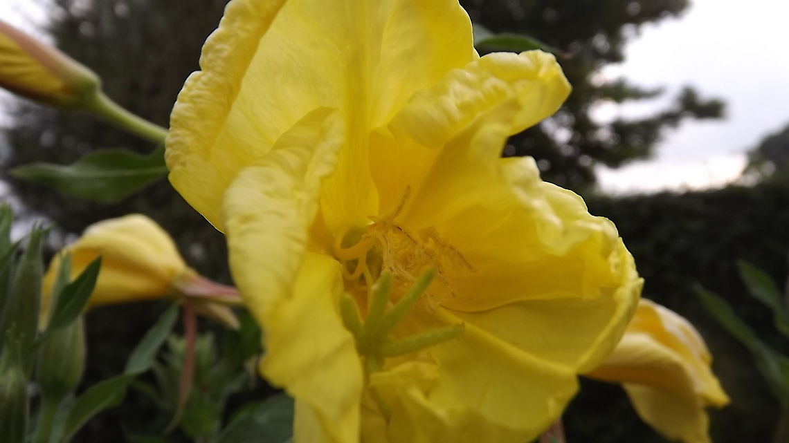 on the night air evening primrose beautiful scent that  perfumes the night air<br />