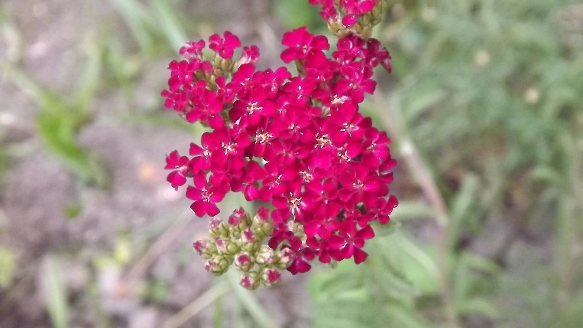 yarrow yarrow (milfoil)<br />