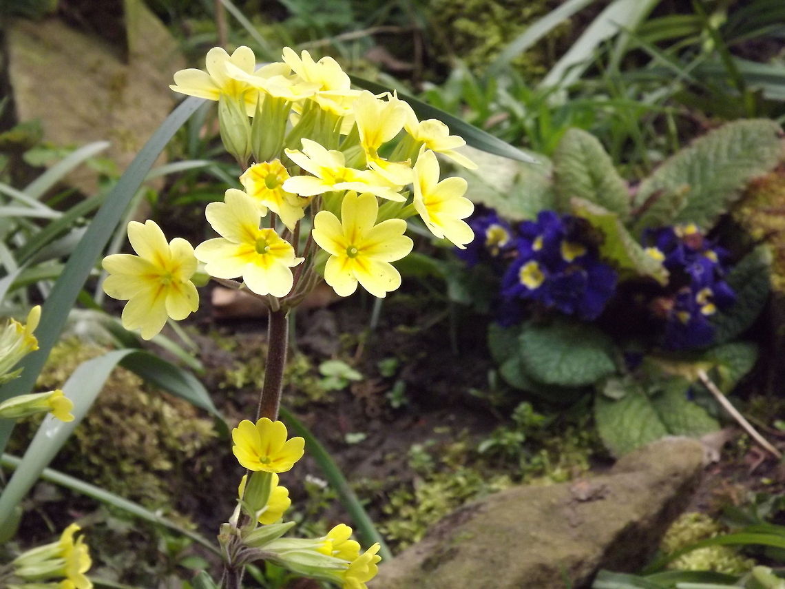 cowslips primula veris<br />