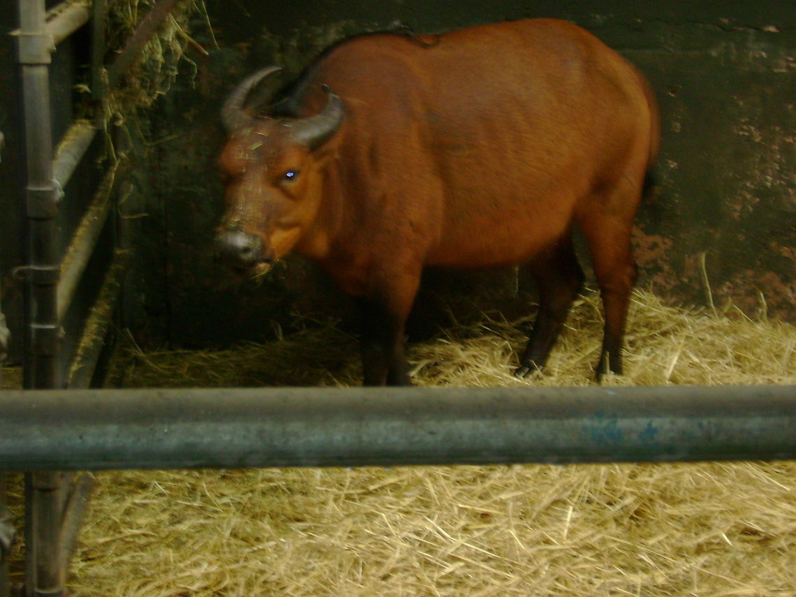 what you looking at wildebeest   chester zoo <br />
 Blue wildebeest,Connochaetes taurinus,zoo