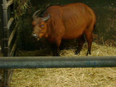what you looking at wildebeest   chester zoo 
 Blue wildebeest,Connochaetes taurinus,zoo
