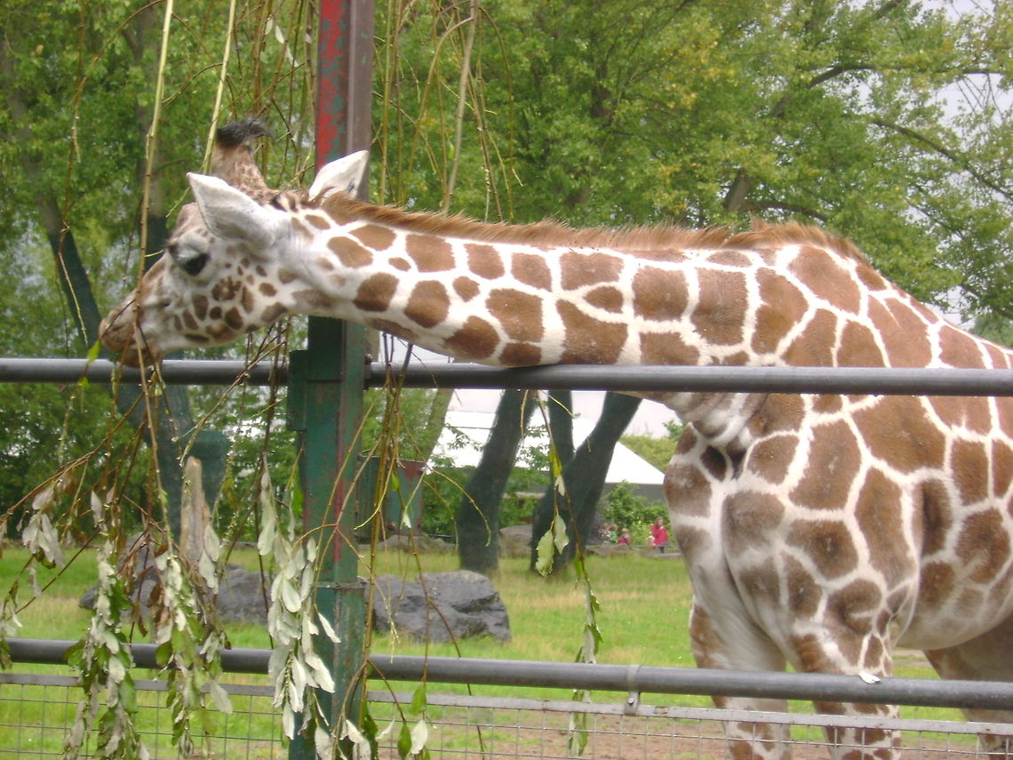 what times lunch this photograph of the giraffe was taken at chester zoo<br />
 Giraffa camelopardalis,Giraffe,zoo