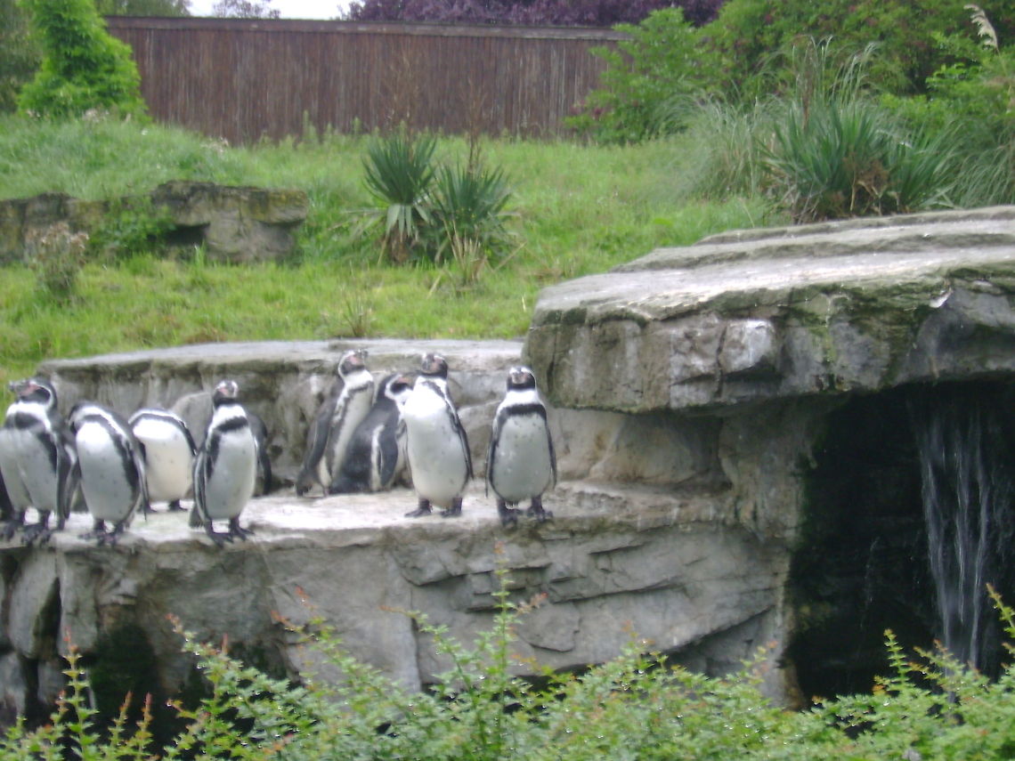pick up a penguin the penguins at chester zoo<br />
<br />
 zoo