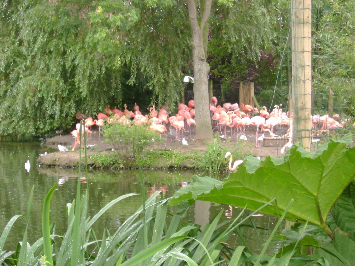 pretty flamingo this picture was taken at chester zoo<br />
<br />
 Greater flamingo,Phoenicopterus roseus,zoo