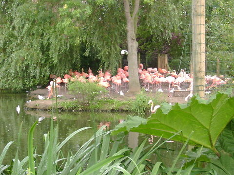 pretty flamingo this picture was taken at chester zoo

 Greater flamingo,Phoenicopterus roseus,zoo